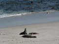Sea Lions